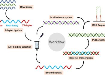 Ερευνητές ανακάλυψαν ανθρώπινο RNA που δεσμεύει την ATP