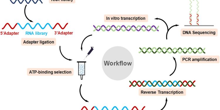 Ερευνητές ανακάλυψαν ανθρώπινο RNA που δεσμεύει την ATP