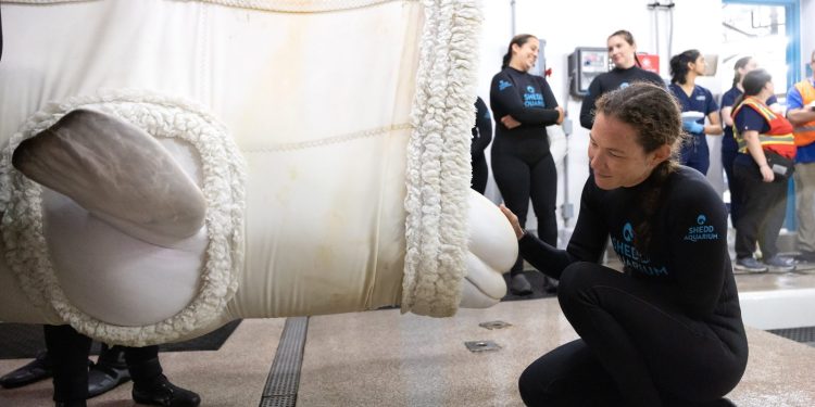 Τέσσερις ακόμη λευκές φάλαινες έφτασαν στο ενυδρείο του Σικάγο