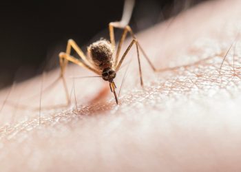 Πέντε νεκροί στη Βόρεια Μακεδονία από τον ιό του Δυτικού Νείλου