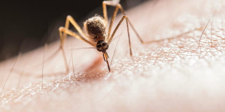Πέντε νεκροί στη Βόρεια Μακεδονία από τον ιό του Δυτικού Νείλου